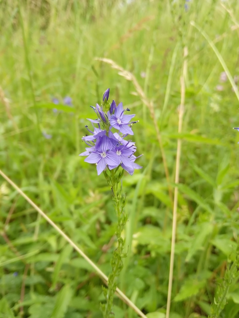Veronica teucrium photo 3