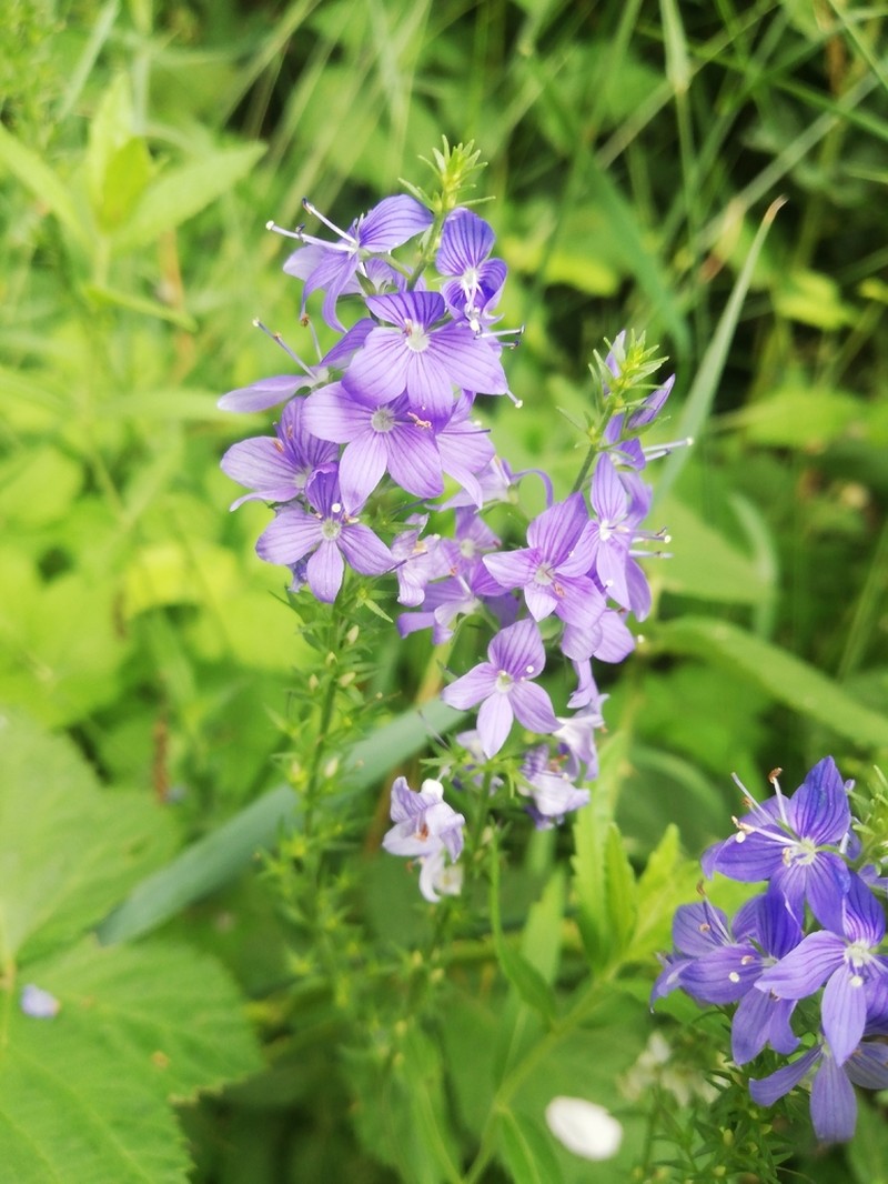 Veronica teucrium photo 5