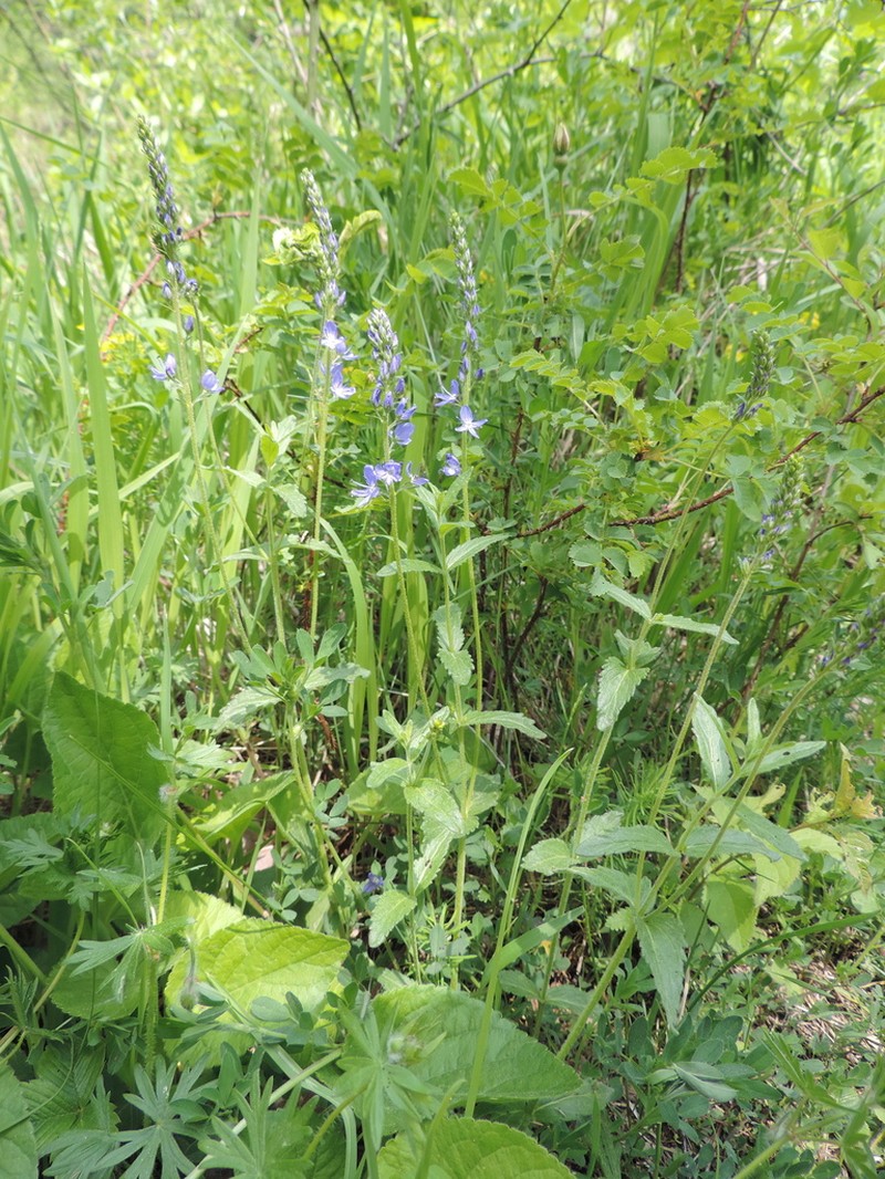 Veronica teucrium photo 7