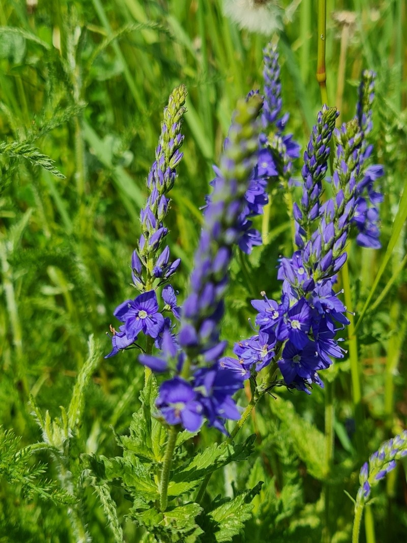 Veronica teucrium photo 8