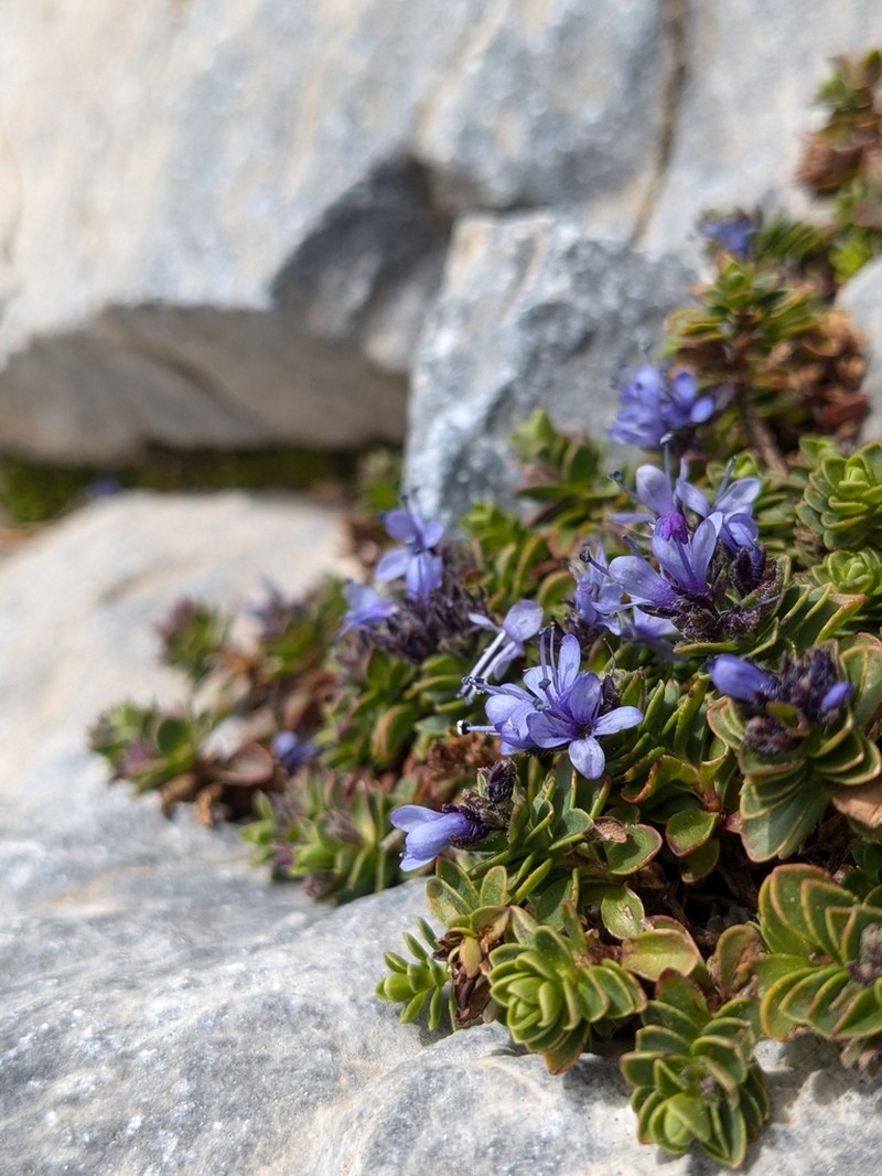 Veronica thessalica photo 2