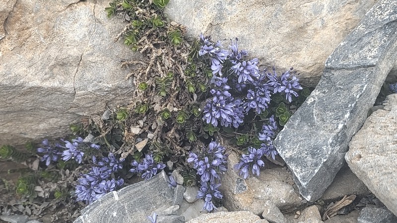 Veronica thessalica photo 3