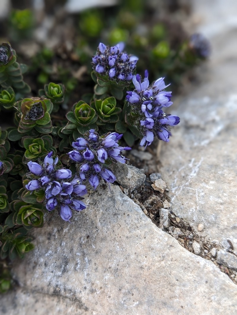 Veronica thessalica photo 4
