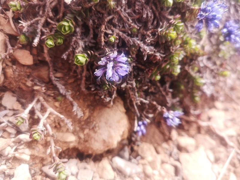 Veronica thessalica photo 5