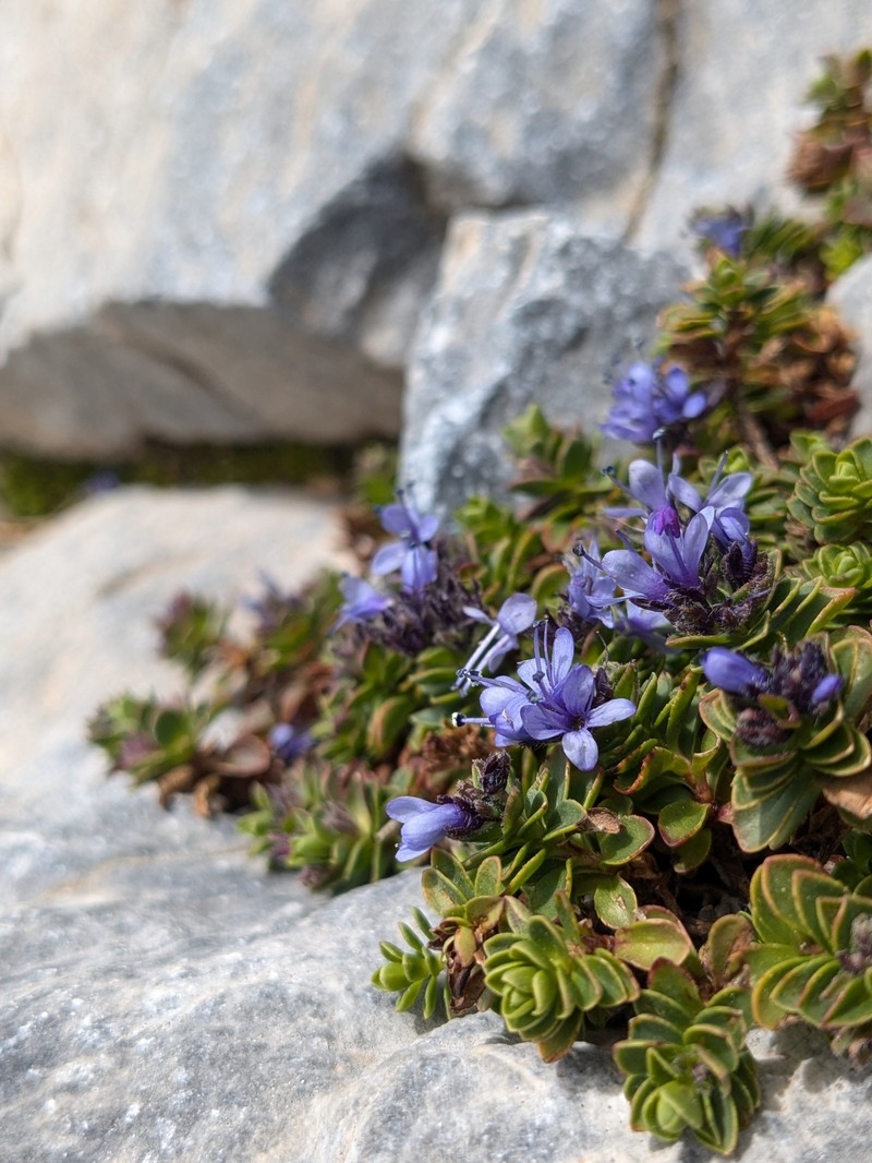 Veronica thessalica photo 6