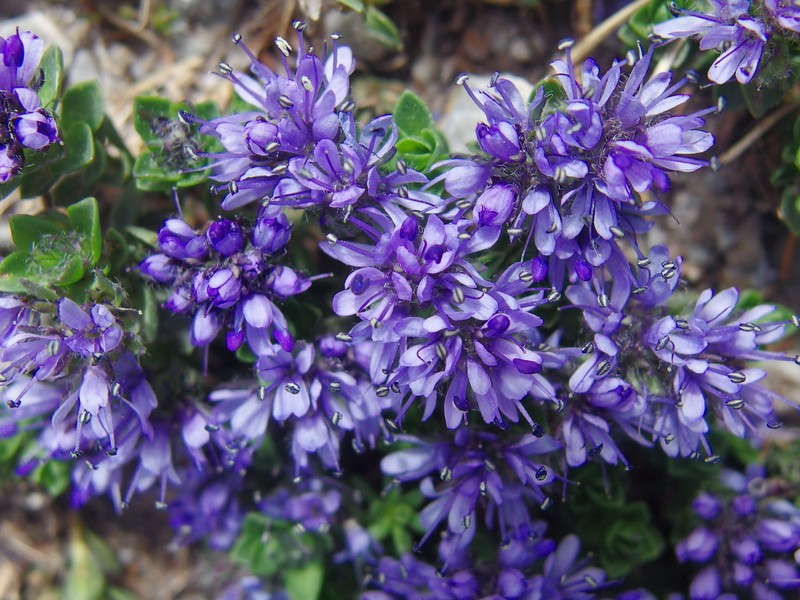 Veronica thessalica photo 8