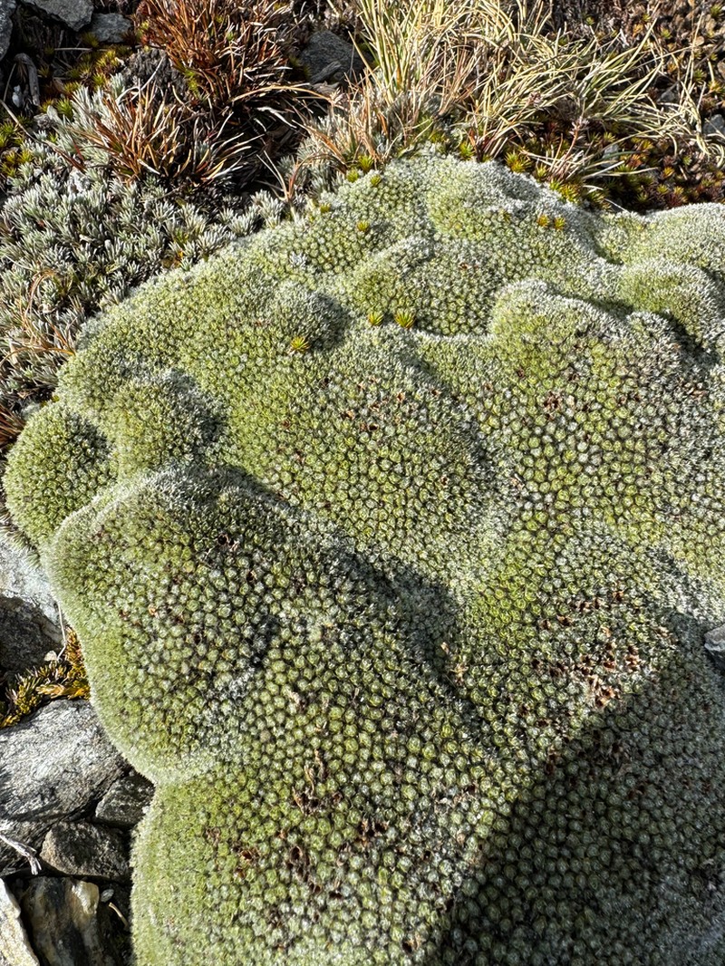 Veronica thomsonii