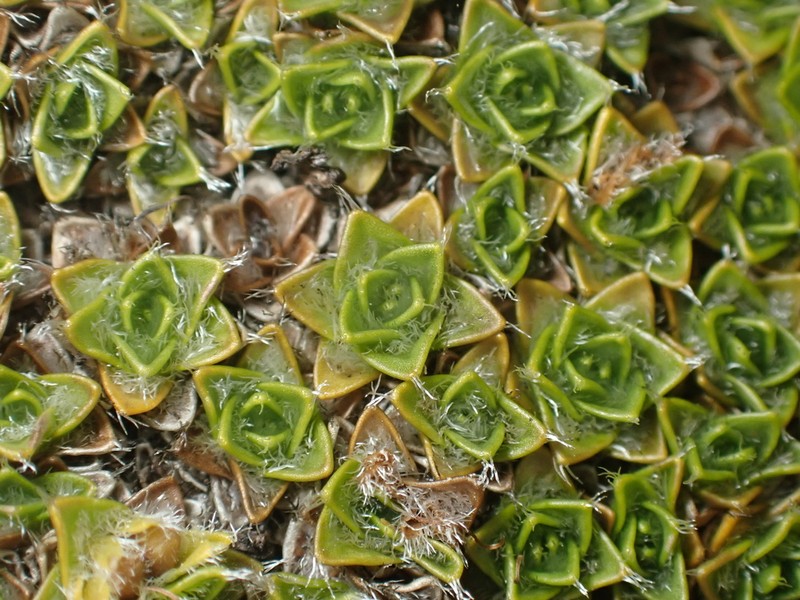 Veronica thomsonii photo 2