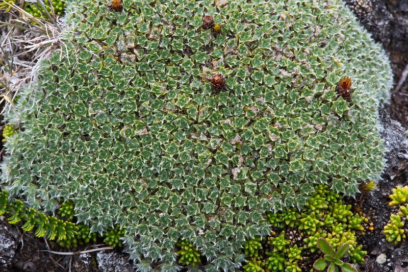 Veronica thomsonii photo 3