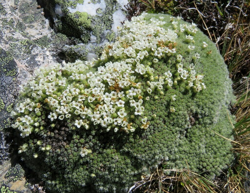 Veronica thomsonii photo 5