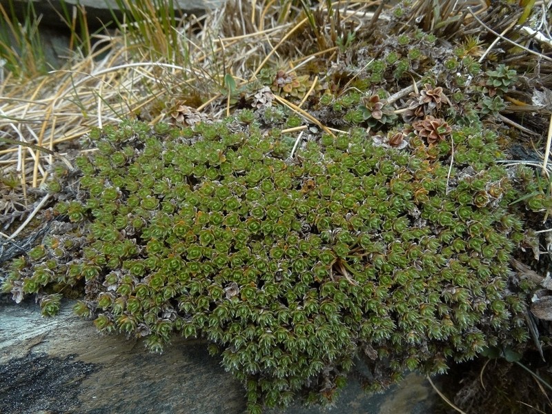 Veronica thomsonii photo 6