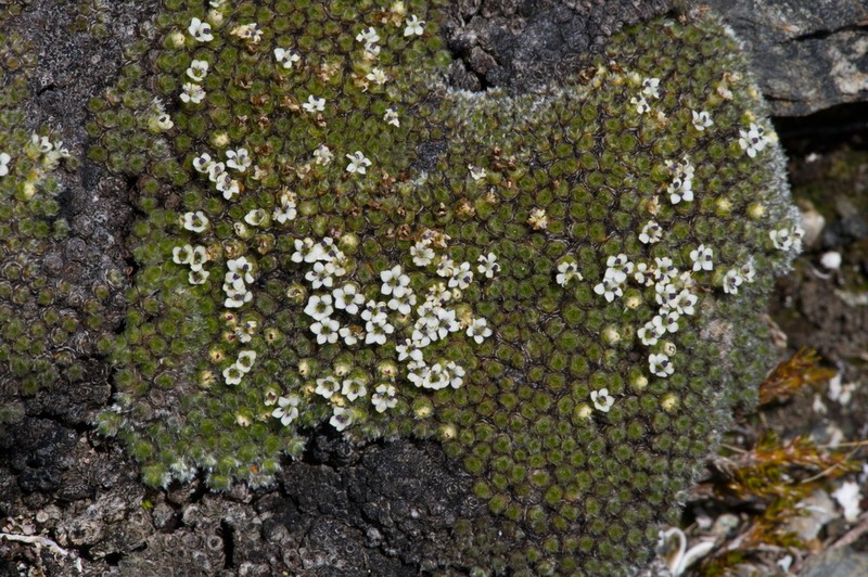 Veronica thomsonii photo 8