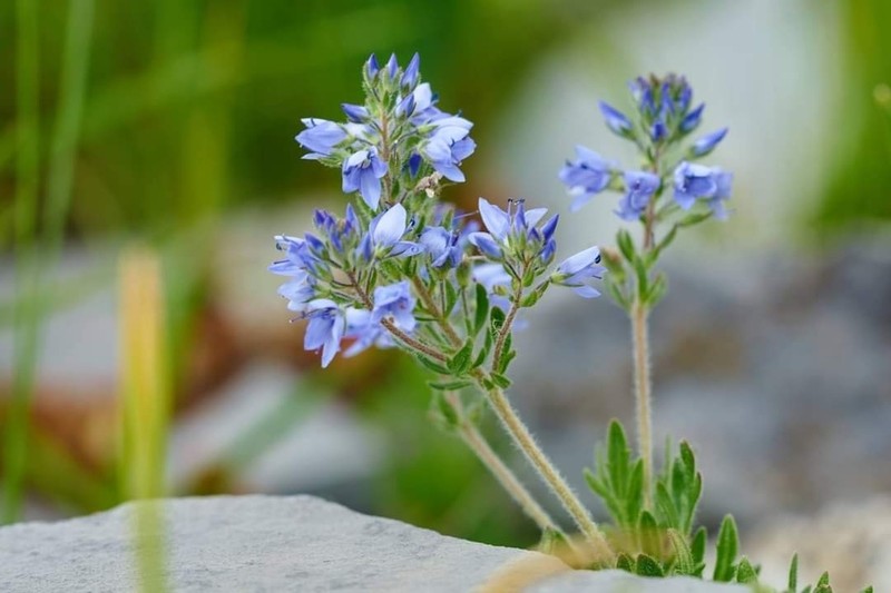 Veronica thracica