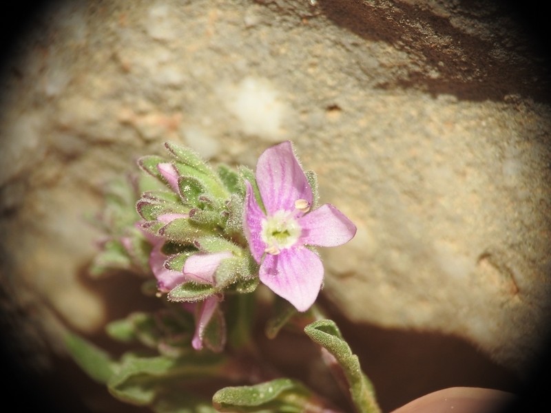 Veronica thymifolia