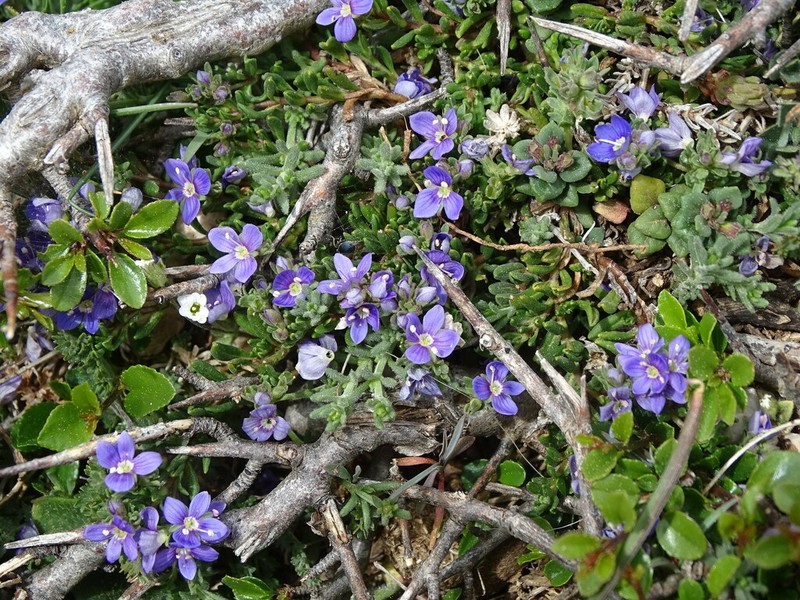 Veronica thymifolia photo 2