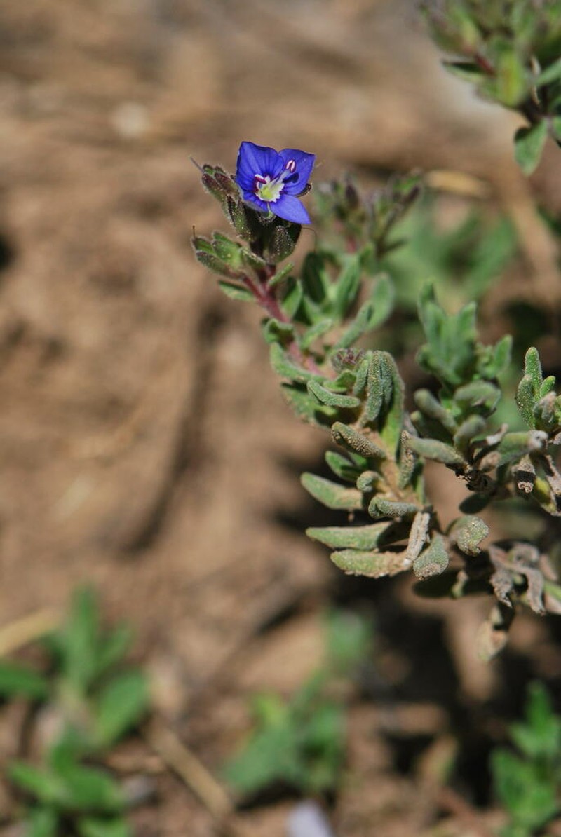 Veronica thymifolia photo 3