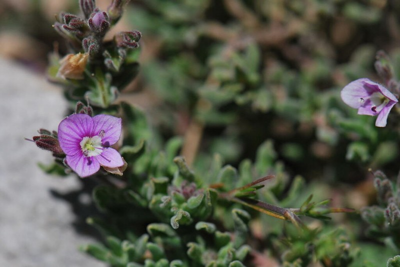 Veronica thymifolia photo 4
