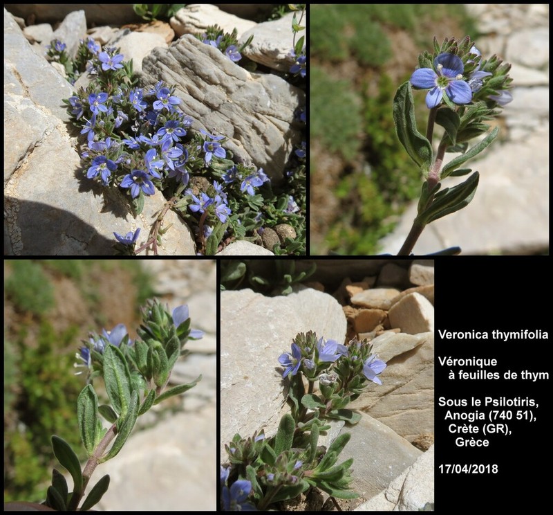 Veronica thymifolia photo 5