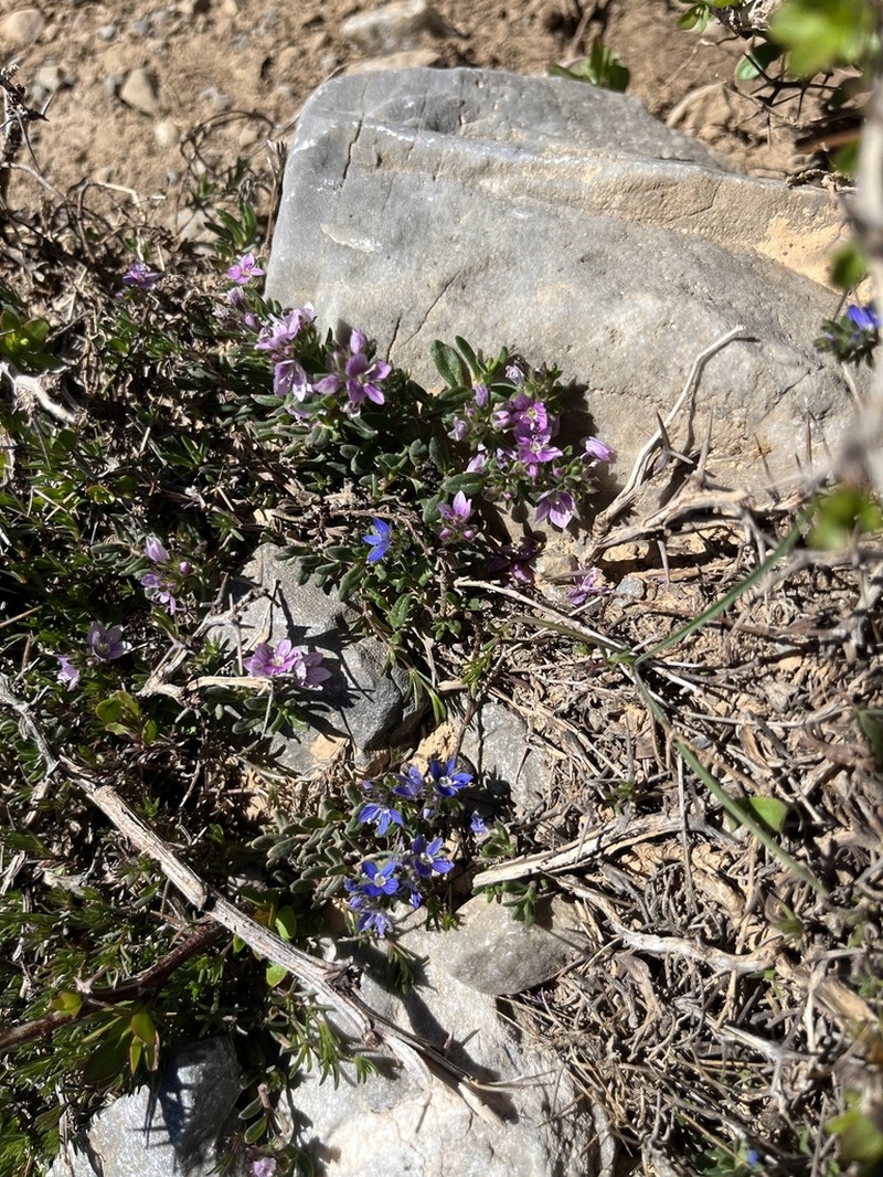 Veronica thymifolia photo 6