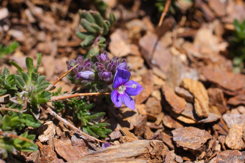 Veronica thymifolia photo 8