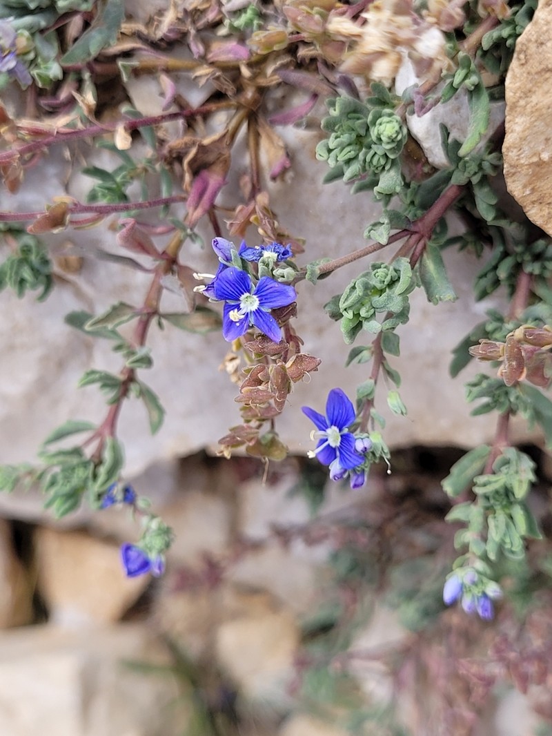 Veronica thymoides photo 2
