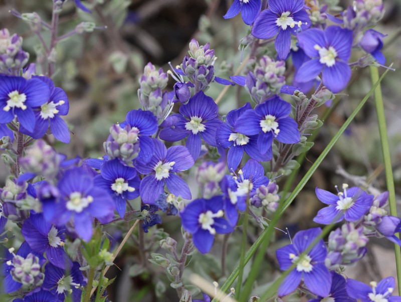 Veronica thymoides photo 3