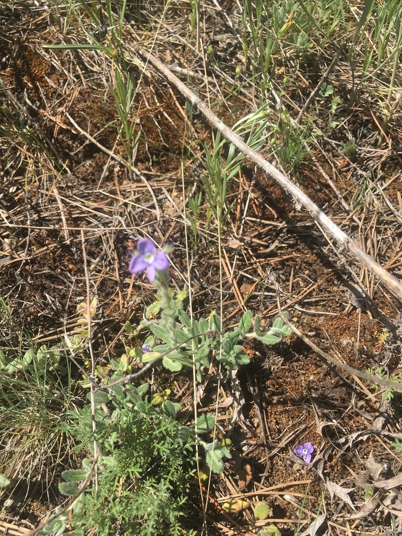 Veronica thymoides photo 4