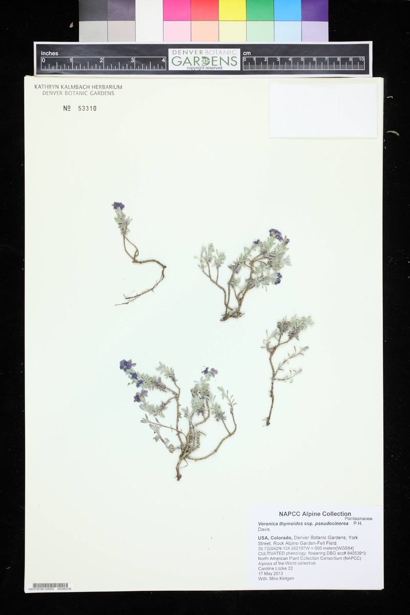 Veronica thymoides subsp. pseudocinerea