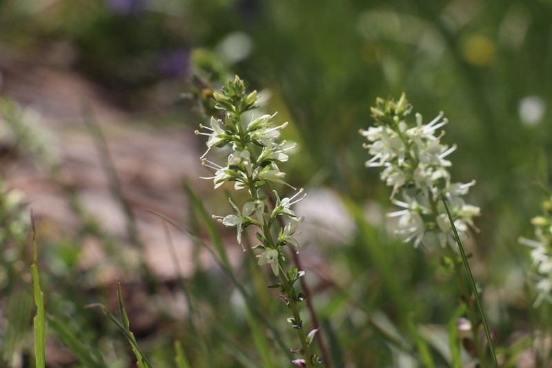 Veronica tianschanica photo 2