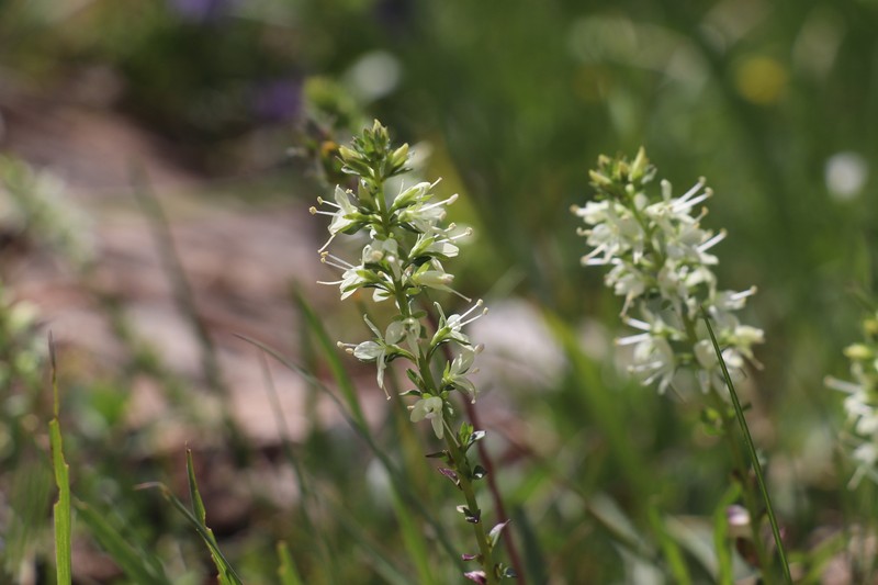 Veronica tianschanica photo 5