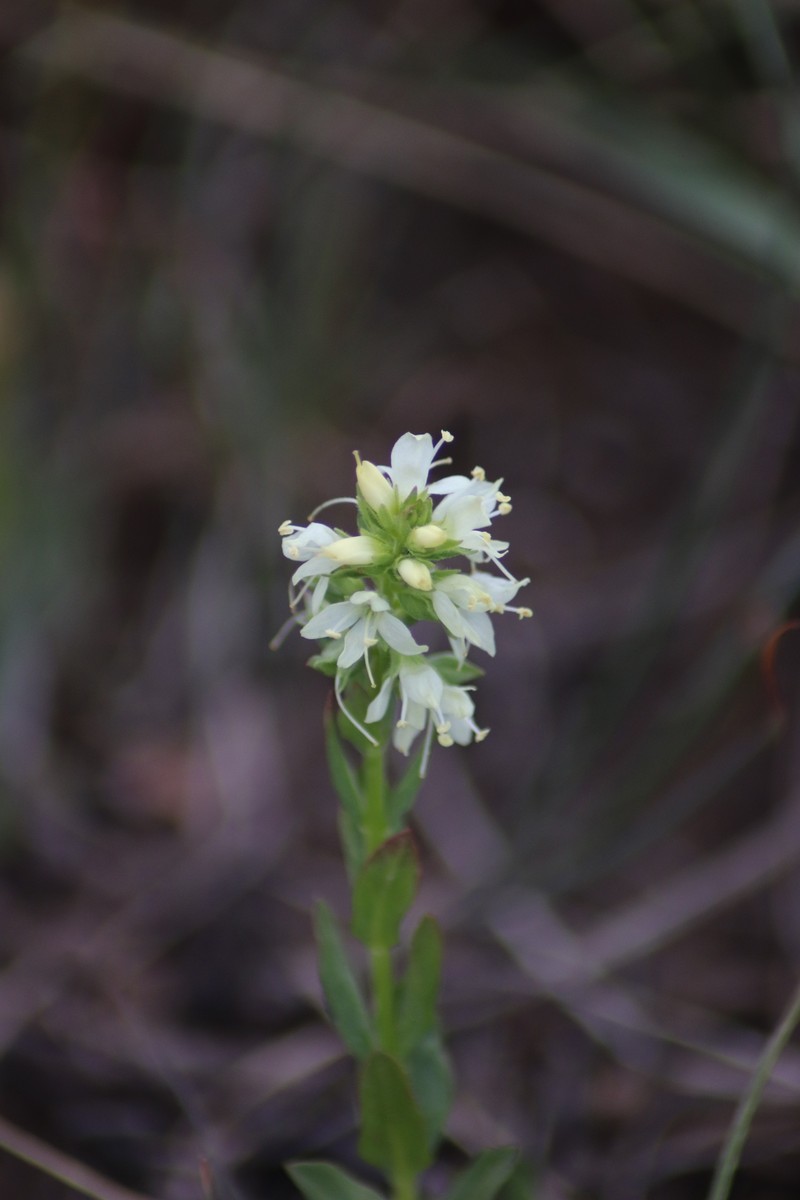 Veronica tianschanica photo 6