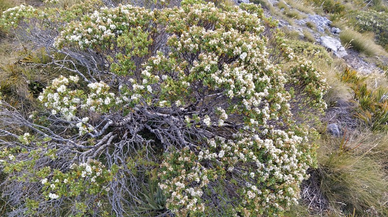 Veronica topiaria