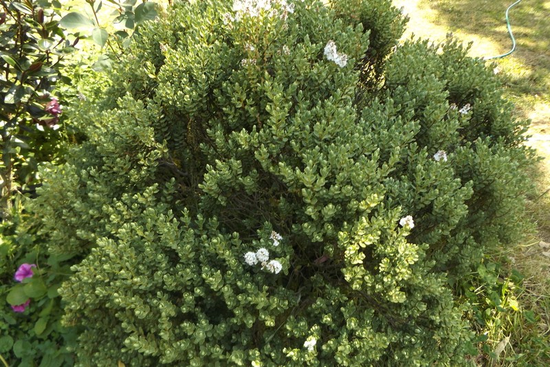 Veronica topiaria photo 5