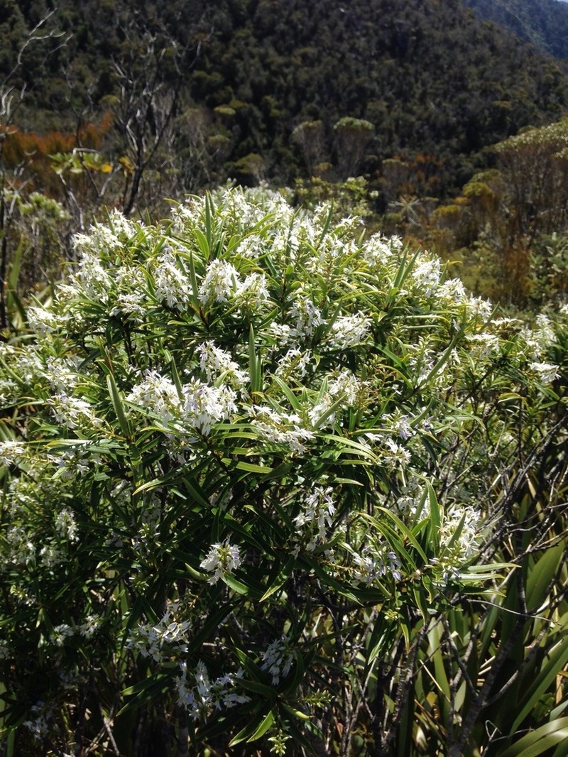 Veronica townsonii