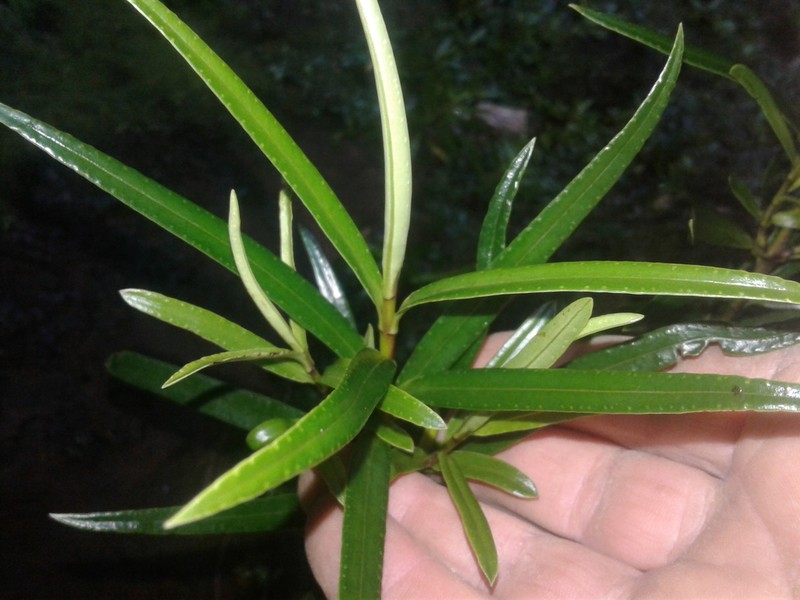 Veronica townsonii photo 2