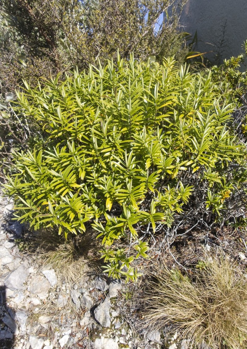 Veronica townsonii photo 6