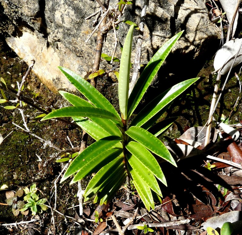 Veronica townsonii photo 8