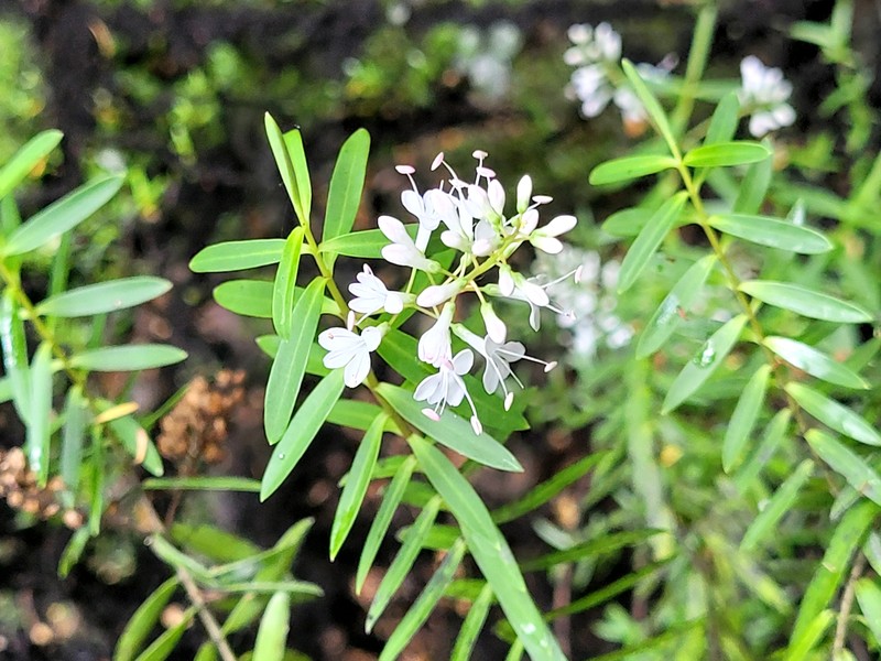 Veronica traversii