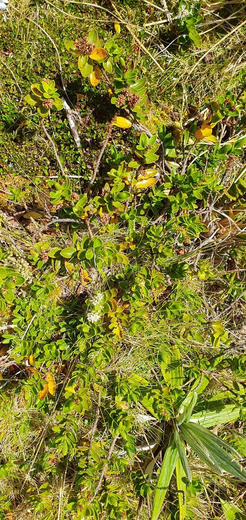 Veronica treadwellii photo 2