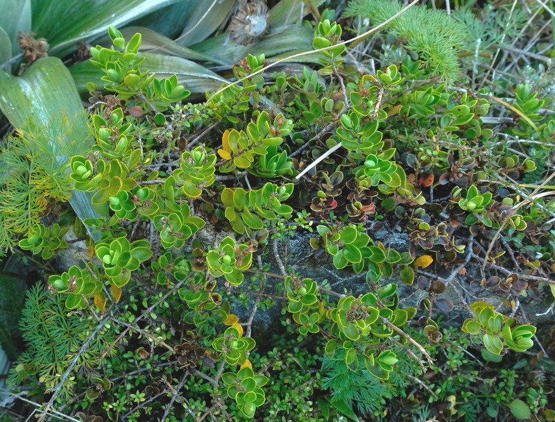 Veronica treadwellii photo 3