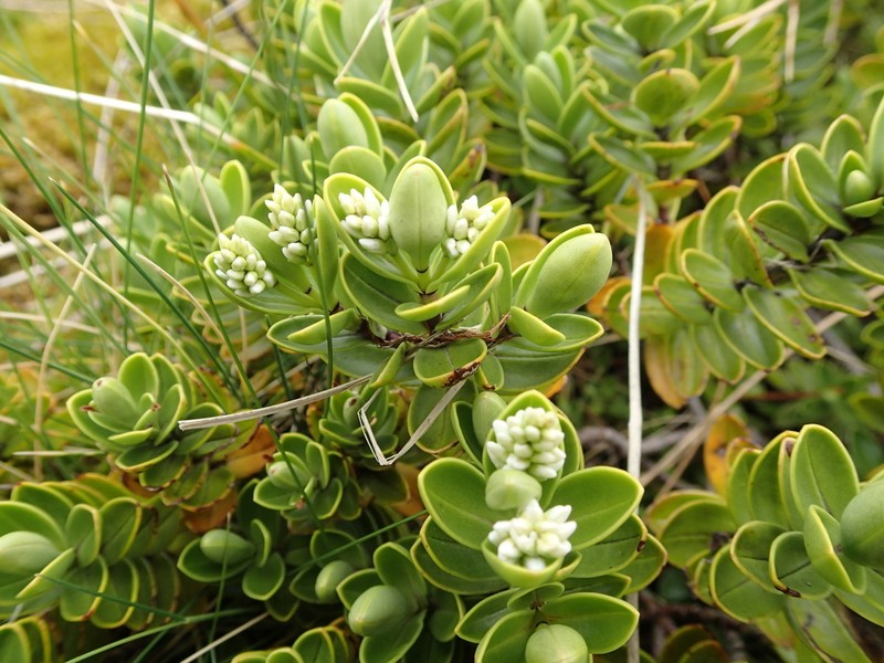 Veronica treadwellii photo 4
