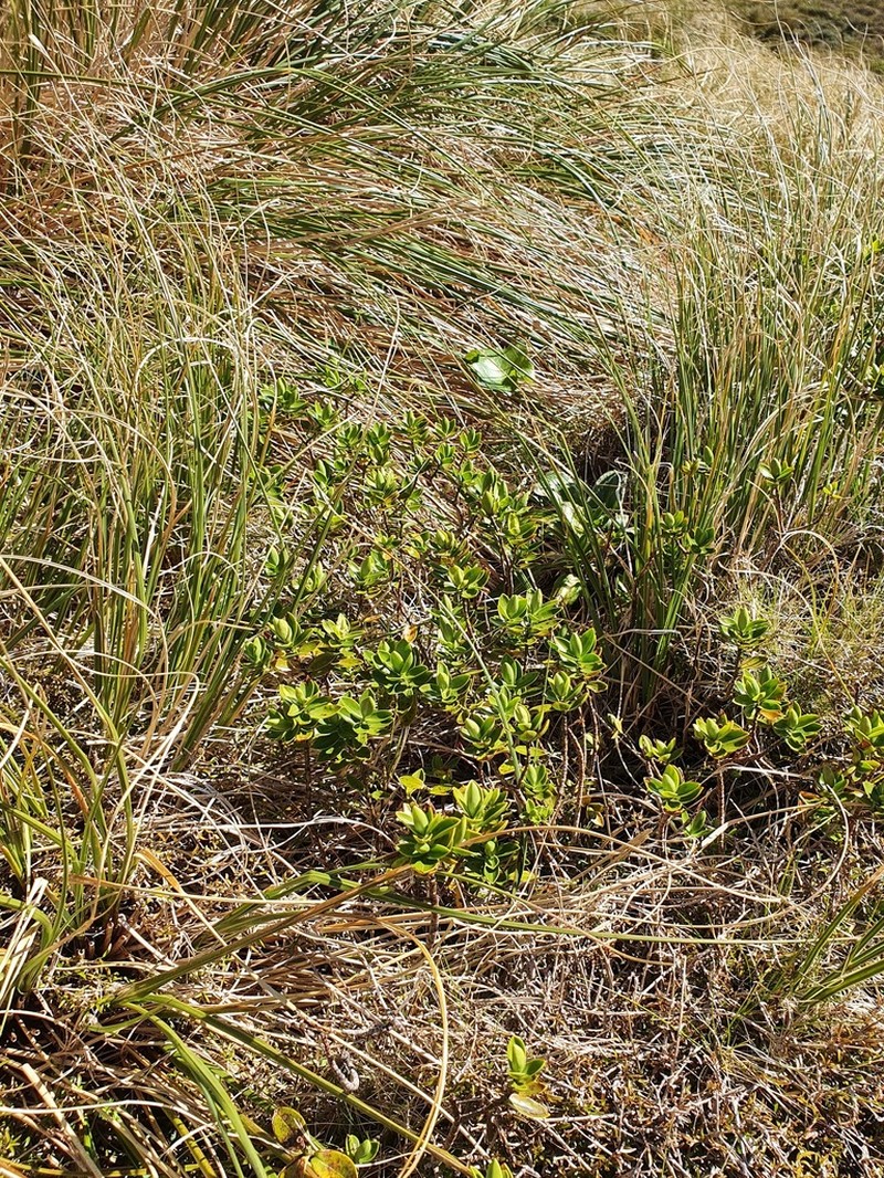 Veronica treadwellii photo 5