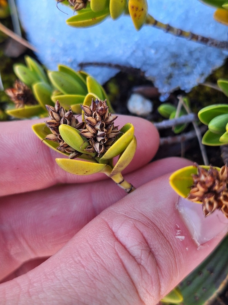Veronica treadwellii photo 6