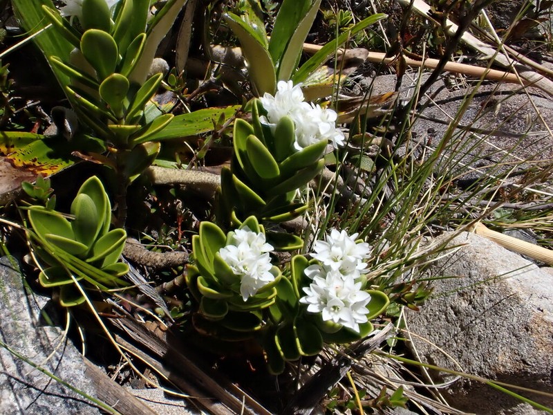 Veronica treadwellii photo 7