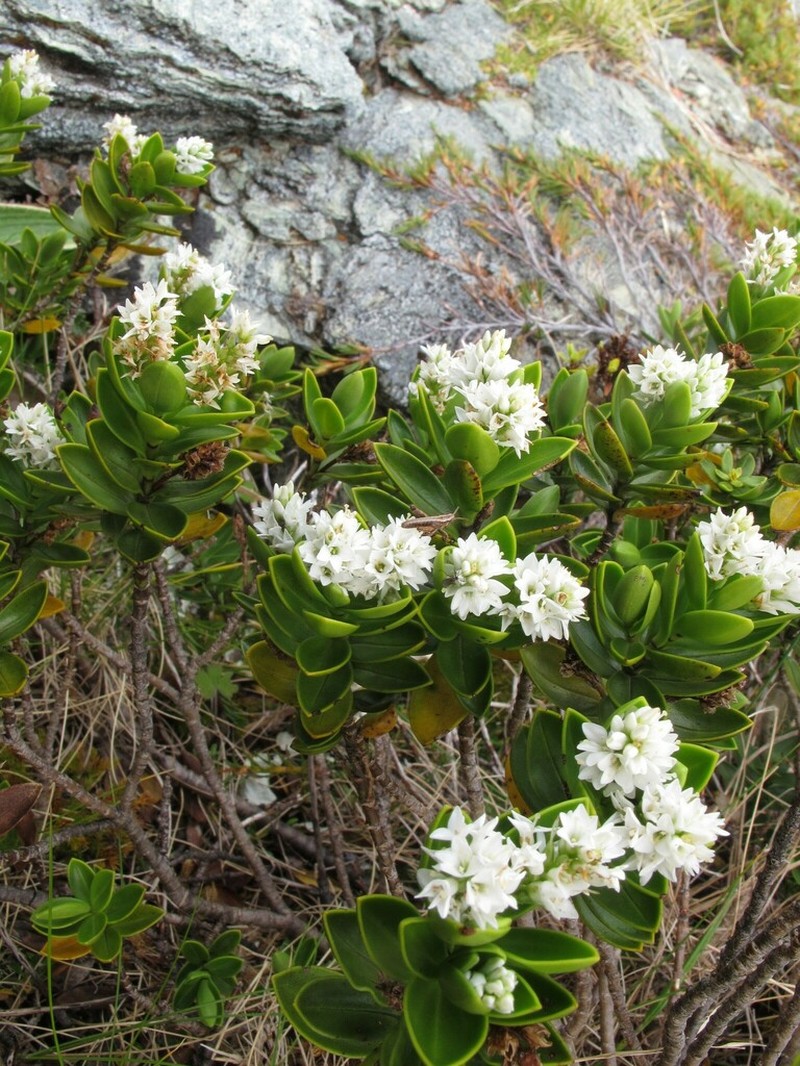 Veronica treadwellii photo 8