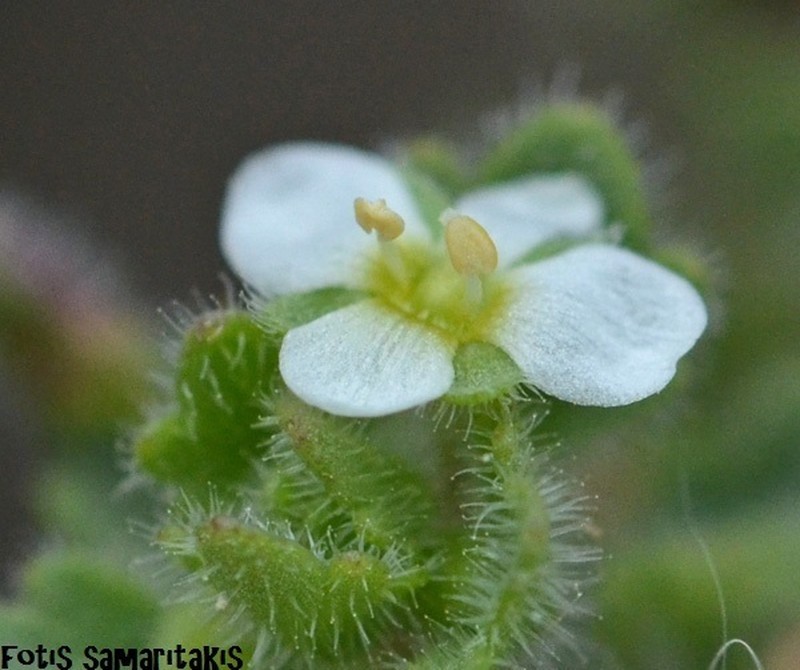 Veronica trichadena