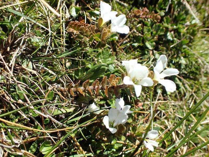 Veronica trifida