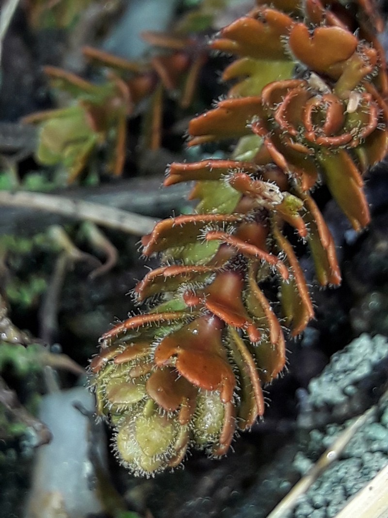 Veronica trifida photo 2