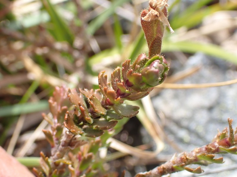 Veronica trifida photo 3