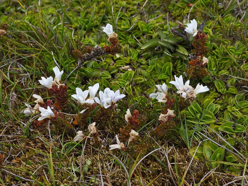 Veronica trifida photo 5